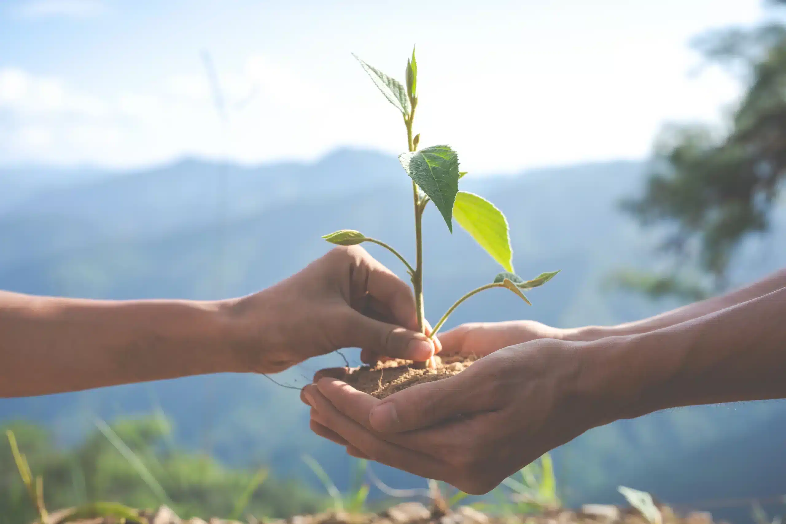 2 hands holding a sapling representing the sustainable future we can have by reducing companies' carbon footprints thanks to a carbon footprint calculator