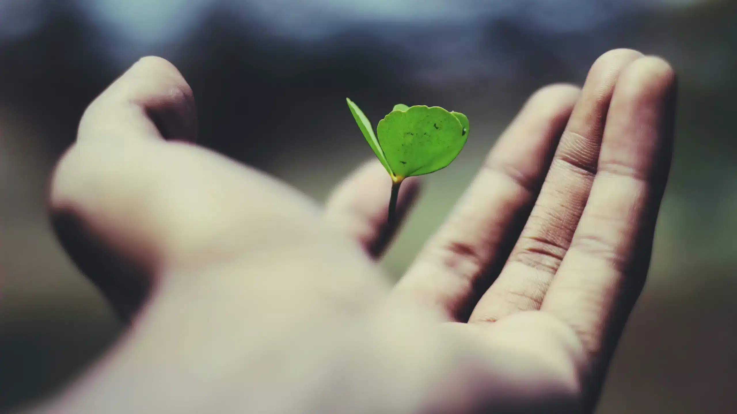 A seedling in the palm of the hand symbolising the fact that preparing now to comply with the CSRD means prospering in the future.