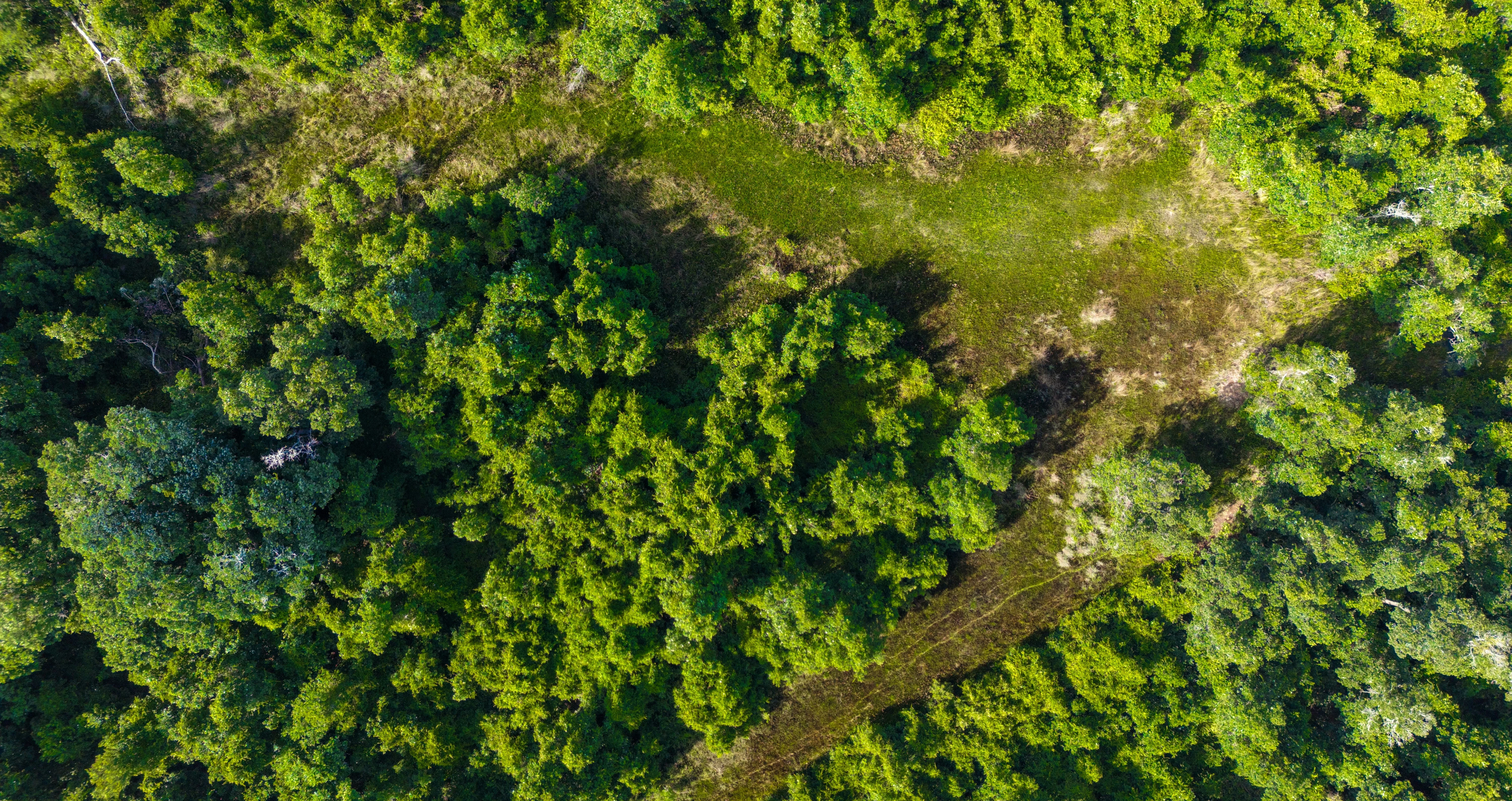 une forêt représenant l'empreinte écologique