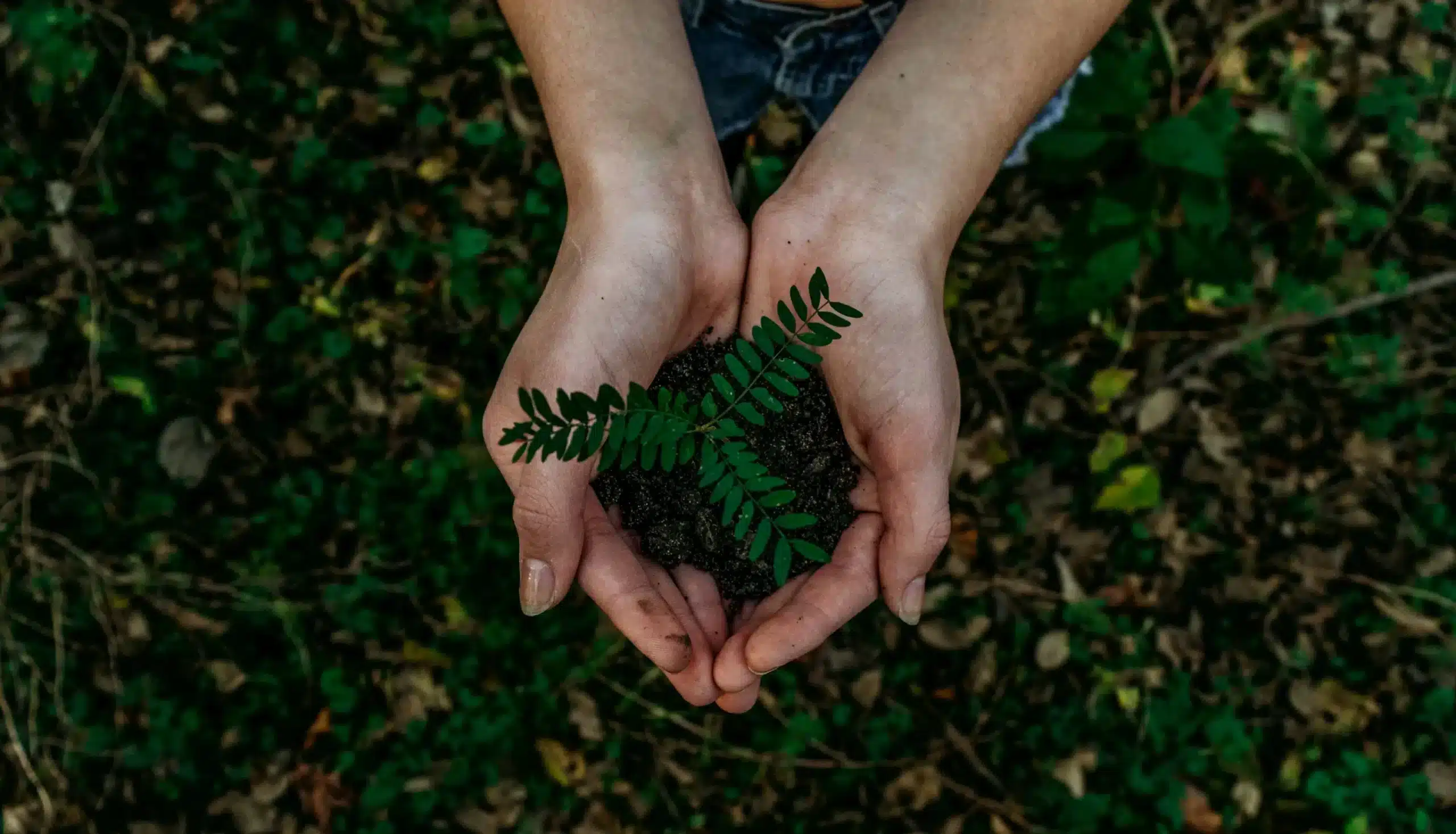 a plant in a hand representing the greener, more attractive future of a company with a carbon footprint