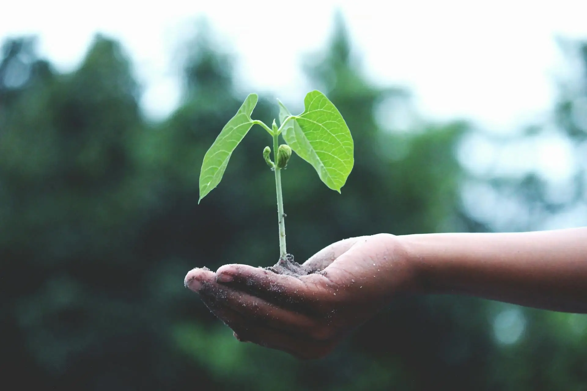 Une plante verte dans une main d'enfant