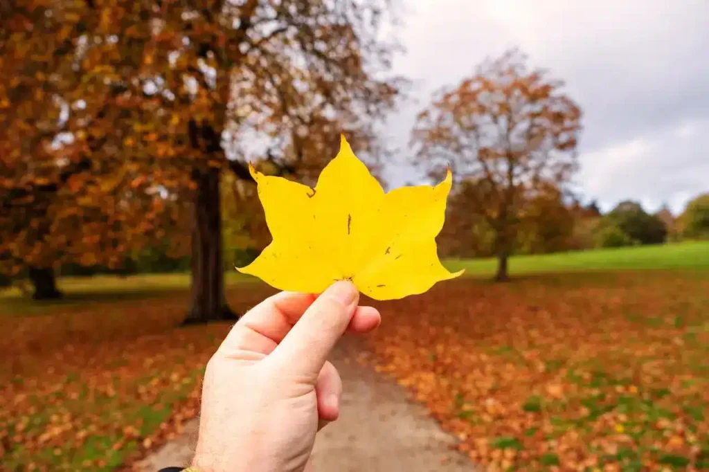 Une main tenant une feuille morte, couleur jaune, en plein automne