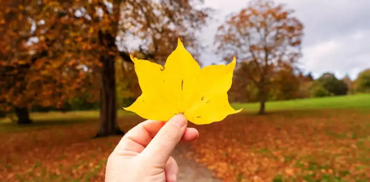 Une main tenant une feuille morte, couleur jaune, en plein automne