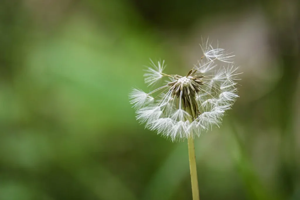 Comparaison des empreintes carbone par pays
