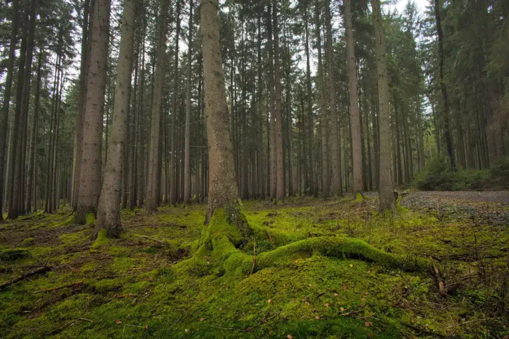 empreinte carbone avion