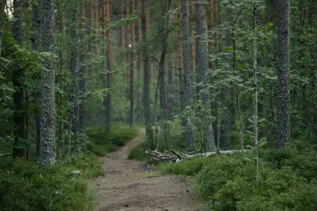 Compensation carbone : comment fonctionnent les financements de projets ?