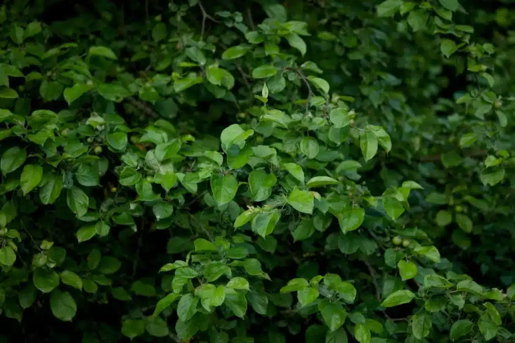 Qu'est-ce que le Carbon Border Adjustment Mechanism (CBAM) ?