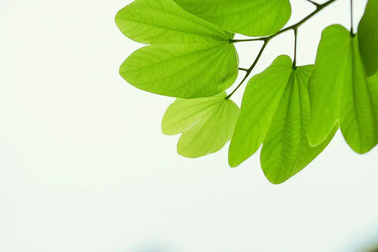 Entreprise : Comment réduire son empreinte carbone ?