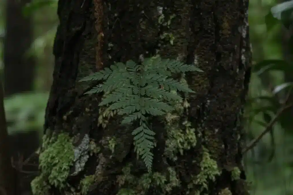 Qu’est-ce qu’un calculateur d’empreinte écologique