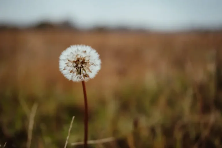 Marché du carbone : Qu'est-ce que le Système Communautaire d’Echange de Quotas d’Emission ?