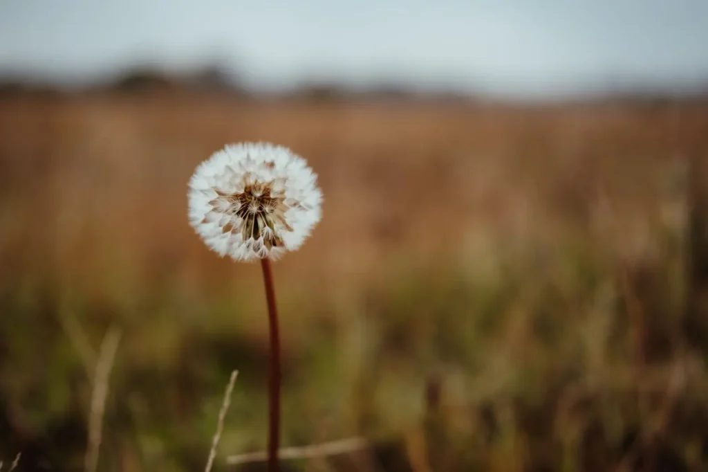Marché du carbone : Qu'est-ce que le Système Communautaire d’Echange de Quotas d’Emission ?